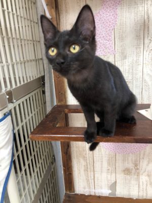 3つのポイントに注目!カメラマンに教わる「猫の撮り方」~レクチャー編〜