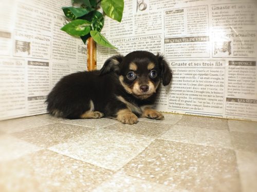 可愛すぎる「ミックス犬」5選！意外と知らない雑種犬との違いも解説