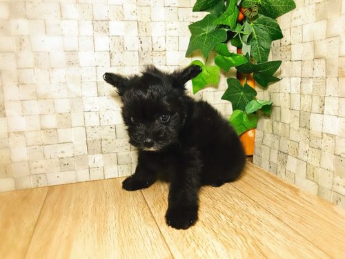 可愛すぎる「ミックス犬」5選！意外と知らない雑種犬との違いも解説