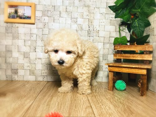 可愛すぎる「ミックス犬」5選！意外と知らない雑種犬との違いも解説