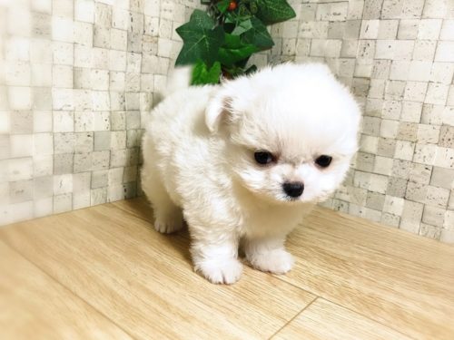 可愛すぎる「ミックス犬」5選！意外と知らない雑種犬との違いも解説