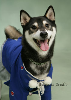 写真館にインタビュー!愛犬の幸せを祈念して「わんちゃんの七五三」に挑戦しよう