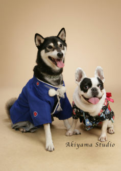 写真館にインタビュー!愛犬の幸せを祈念して「わんちゃんの七五三」に挑戦しよう