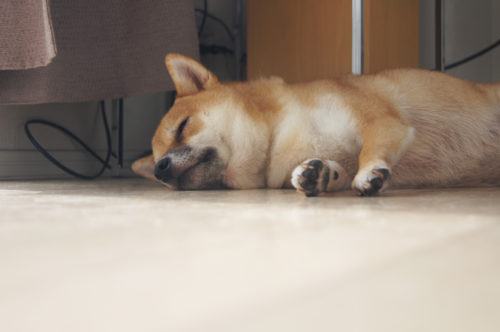 コミュニケーションが絆を深める！初めての「わんちゃんしつけ教室」～後編～