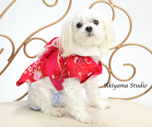 写真館にインタビュー!愛犬の幸せを祈念して「わんちゃんの七五三」に挑戦しよう