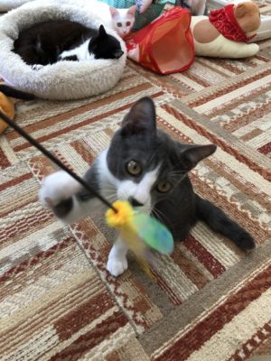 3つのポイントで劇的変化!カメラマンに教わる「猫の撮り方」~実践編〜