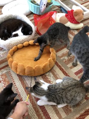 3つのポイントで劇的変化!カメラマンに教わる「猫の撮り方」~実践編〜