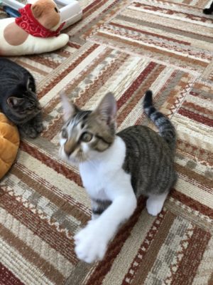 3つのポイントで劇的変化!カメラマンに教わる「猫の撮り方」~実践編〜