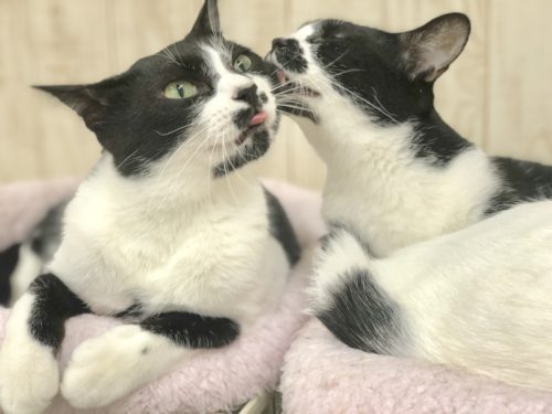 3つのポイントで劇的変化!カメラマンに教わる「猫の撮り方」~実践編〜