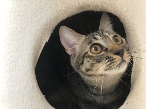 3つのポイントで劇的変化!カメラマンに教わる「猫の撮り方」~実践編〜