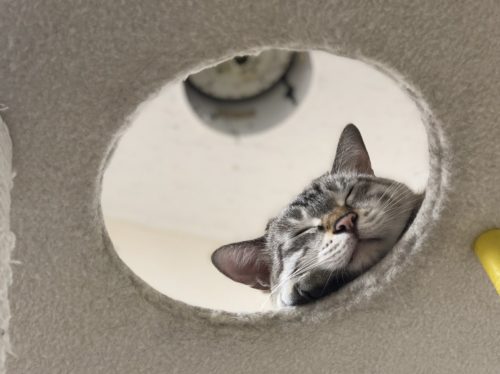 3つのポイントで劇的変化!カメラマンに教わる「猫の撮り方」~実践編〜