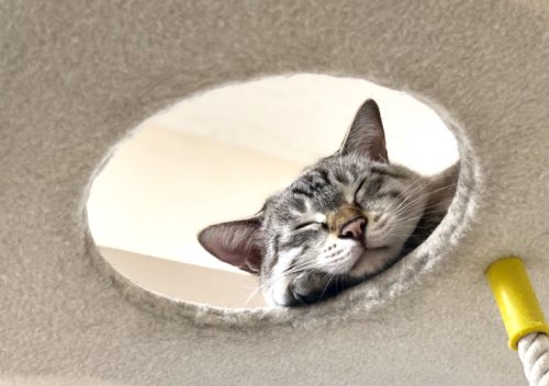 3つのポイントで劇的変化!カメラマンに教わる「猫の撮り方」~実践編〜