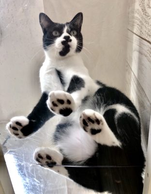 3つのポイントで劇的変化!カメラマンに教わる「猫の撮り方」~実践編〜