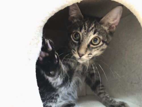 3つのポイントで劇的変化!カメラマンに教わる「猫の撮り方」~実践編〜