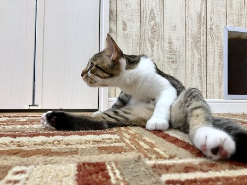 3つのポイントで劇的変化!カメラマンに教わる「猫の撮り方」~実践編〜