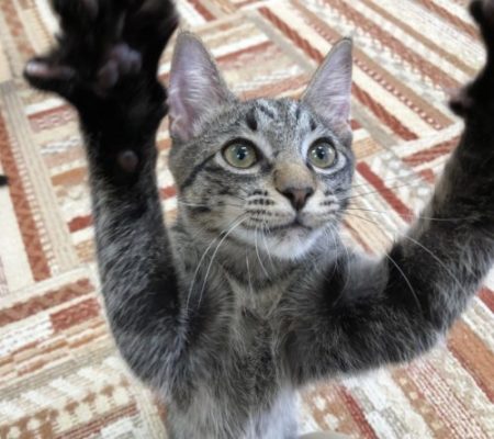 3つのポイントで劇的変化!カメラマンに教わる「猫の撮り方」~実践編〜