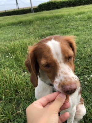 3つのポイントで劇的変化! カメラマンに教わる「犬の撮り方」〜実践編〜