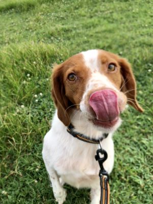 3つのポイントで劇的変化! カメラマンに教わる「犬の撮り方」〜実践編〜