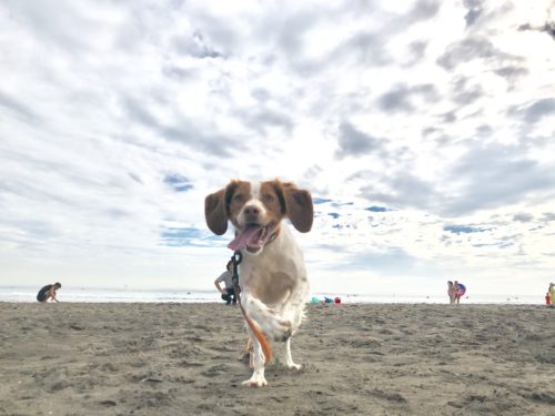 3つのポイントで劇的変化! カメラマンに教わる「犬の撮り方」〜実践編〜
