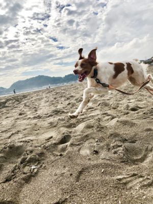 3つのポイントで劇的変化! カメラマンに教わる「犬の撮り方」〜実践編〜