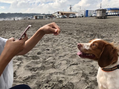 3つのポイントで劇的変化! カメラマンに教わる「犬の撮り方」〜レクチャー編〜