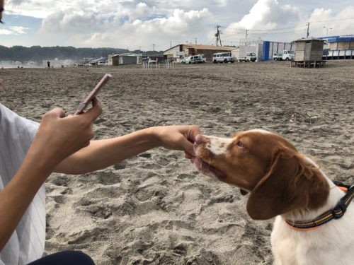 3つのポイントで劇的変化! カメラマンに教わる「犬の撮り方」〜レクチャー編〜