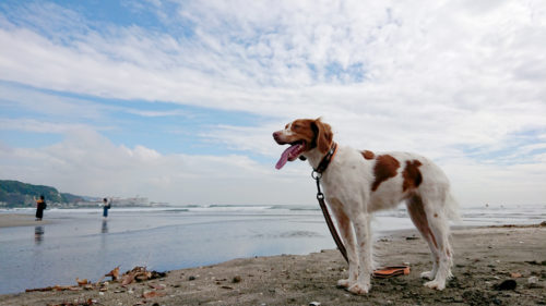 3つのポイントで劇的変化! カメラマンに教わる「犬の撮り方」〜レクチャー編〜