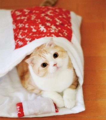 そろそろ秋支度を始めよう！猫が喜ぶ「お部屋充実グッズ」3選