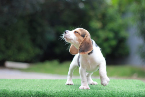 家族の足音まで聞き分ける!? まだまだ知らない「犬の耳」役割とお手入れ方法