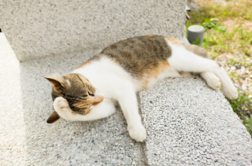 環境と仕草に要注意!猫の眼を守るために「日常生活で気をつけること」とは