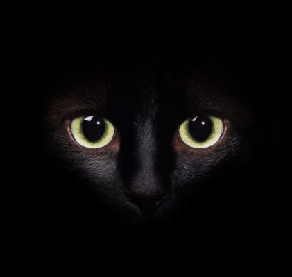 環境と仕草に要注意!猫の眼を守るために「日常生活で気をつけること」とは