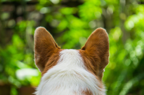 家族の足音まで聞き分ける!? まだまだ知らない「犬の耳」役割とお手入れ方法
