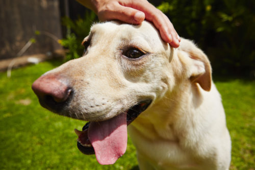 味を感じるだけじゃない!? 知ればもっと仲良くなれる「犬の舌」について