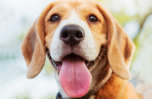 犬って寒くないの?知っておきたい「体温メカニズム」と寒さ対策について