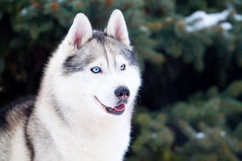 犬って寒くないの?知っておきたい「体温メカニズム」と寒さ対策について