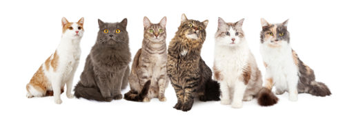 犬派の人にこそ知ってほしい!猫が持つ「ステキな魅力」3つ