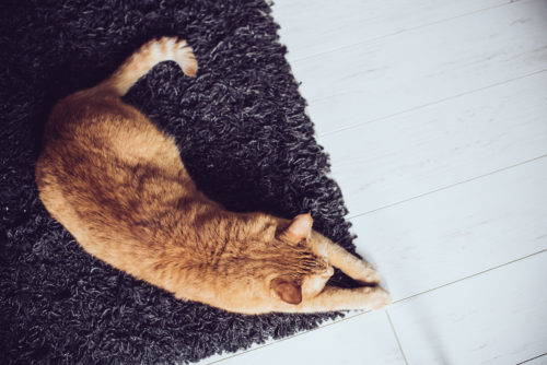 うれしいの？怒ってるの？「猫のしっぽ」からわかる猫の気持ち