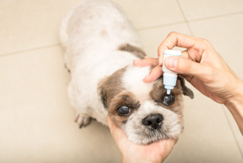 犬の眼を健康に保つために!「健康ケア」に取り入れい食べ物3つ