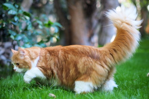 うれしいの？怒ってるの？「猫のしっぽ」からわかる猫の気持ち