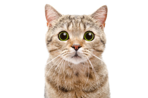 犬派の人にこそ知ってほしい!猫が持つ「ステキな魅力」3つ