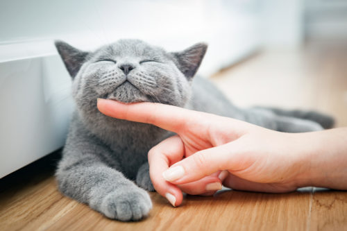 犬派の人にこそ知ってほしい!猫が持つ「ステキな魅力」3つ