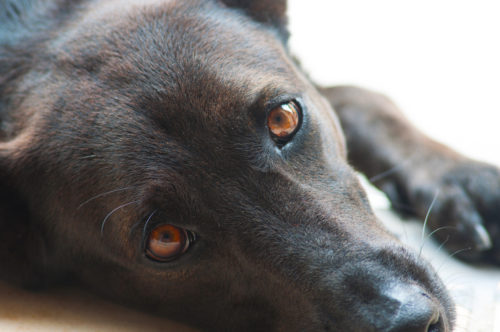 犬の眼を健康に保つために!「健康ケア」に取り入れい食べ物3つ