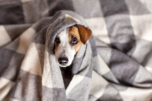犬って寒くないの?知っておきたい「体温メカニズム」と寒さ対策について