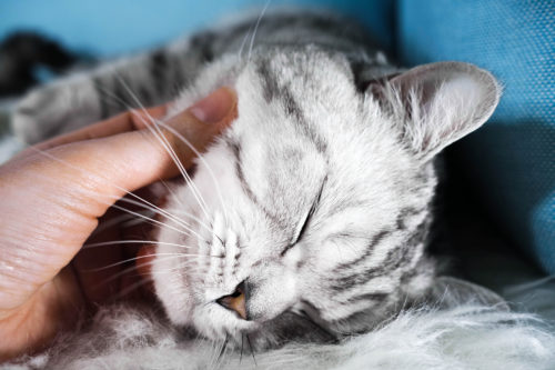 「ブラッシング大好き」を目指そう!猫の毛並みケア&健康チェック方法