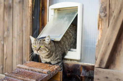 環境と仕草に要注意!猫の眼を守るために「日常生活で気をつけること」とは