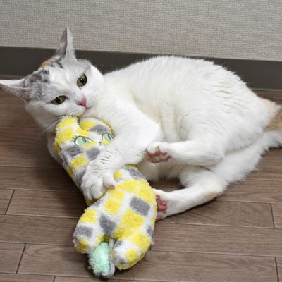 そろそろ秋支度を始めよう！猫が喜ぶ「お部屋充実グッズ」3選
