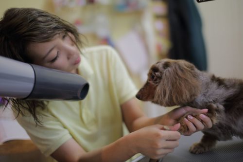 愛犬の「似合う」を探そう!トリミングサロンの選び方と人気カットスタイル6つ