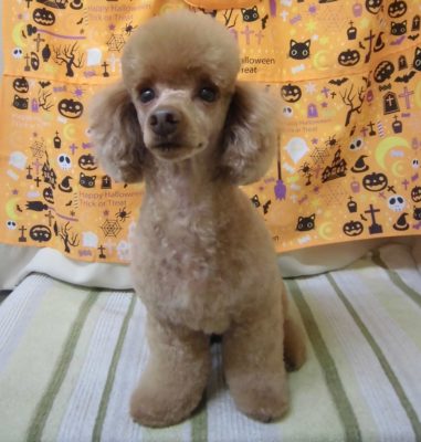 愛犬の「似合う」を探そう!トリミングサロンの選び方と人気カットスタイル6つ