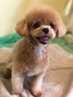 愛犬の「似合う」を探そう!トリミングサロンの選び方と人気カットスタイル6つ