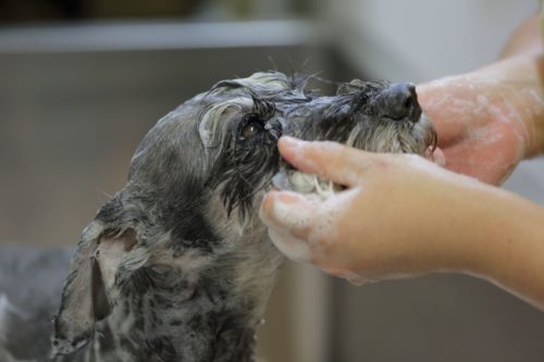 愛犬の「似合う」を探そう!トリミングサロンの選び方と人気カットスタイル6つ